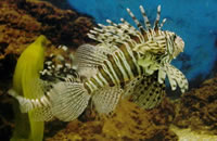 电话炸弹短信业务